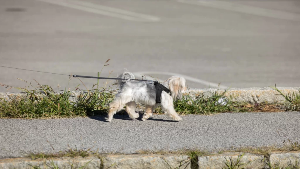 Como prevenir a queimadura nas patas do seu pet nesse verão
