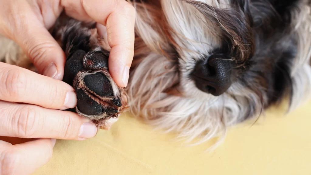 Ih, sujou! Como limpar a pata do cachorro