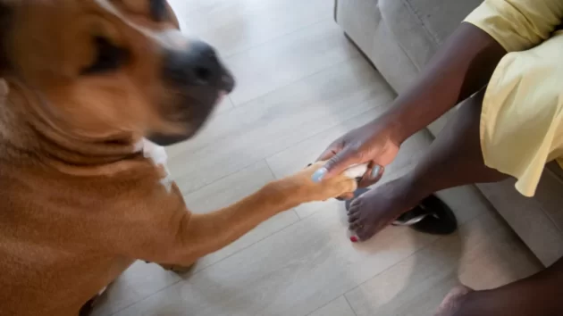 Petlove - Cachorro dando a pata para sua tutora, limpeza das patas, higiene