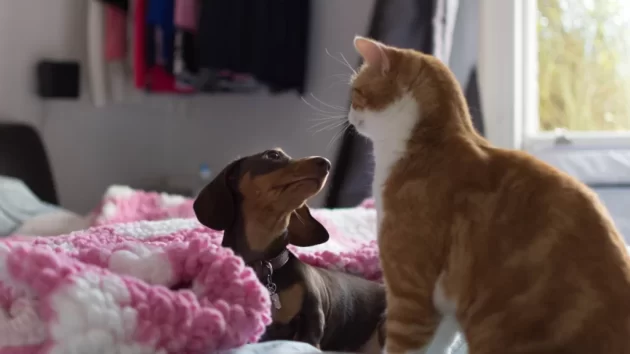 Petlove - cachorro e gato se olhando, pets protegidos