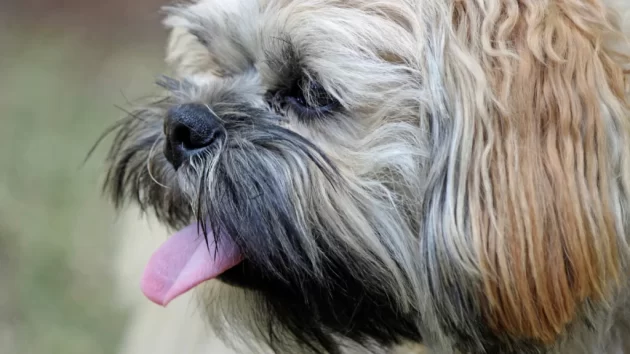 Petlove - lhasa apso com língua de fora, calor