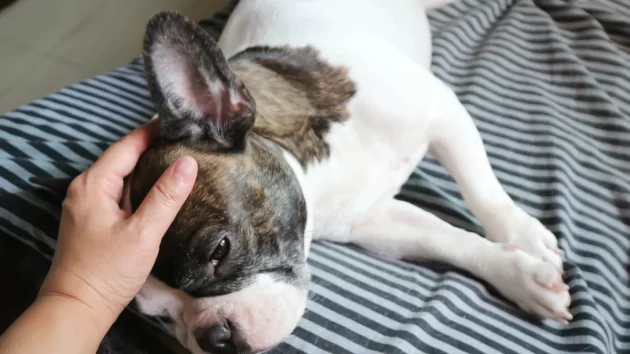 Petlove - pug deitado recebendo carinho do seu tutor, acompanhamento cães braquicefálicos