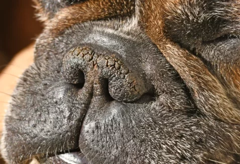 Como cuidar dos cães braquicefálicos no calor