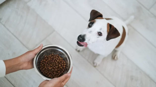 Petlove - tutor com pote de ração oferecendo ao seu cachorro, alimentação nutritiva