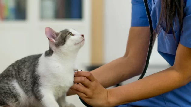 Petlove - médico-veterinário acariciando um gato, atendimento gatos