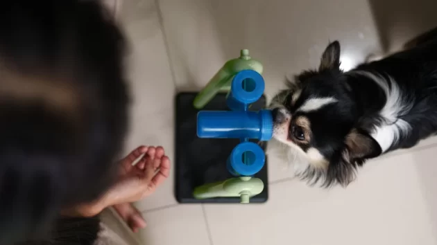 Petlove - cachorro fazendo enriquecimento ambiental alimentar, brinquedos