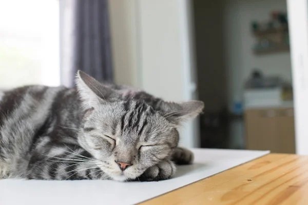 Tapete gelado para gato.