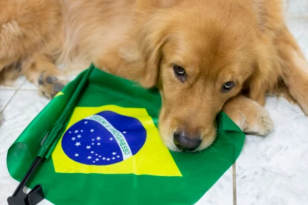 Tapete higiênico para cachorro: como usar?
