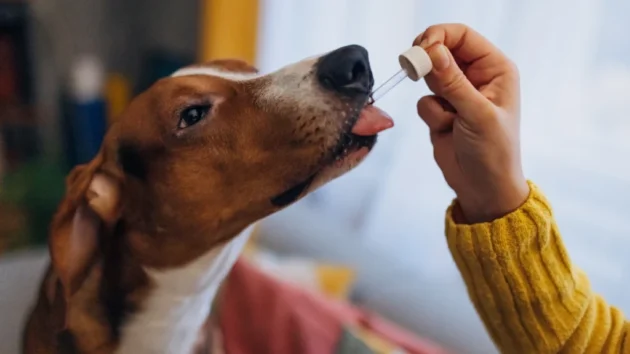Petlove - tutor dando floral para o cachorro, medicamento manipulado, farmácia de manipulação pet
