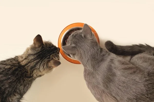 Gatos comendo ração.