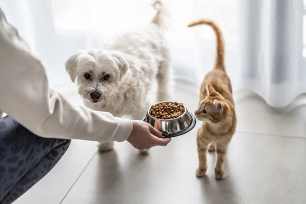 Cachorro e gato com pote de ração.