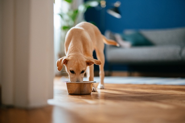 Cachorro comendo ração.