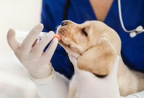 Benefícios dos medicamentos manipulados para pets