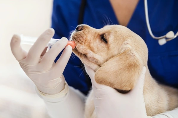 Benefícios dos medicamentos manipulados para pets