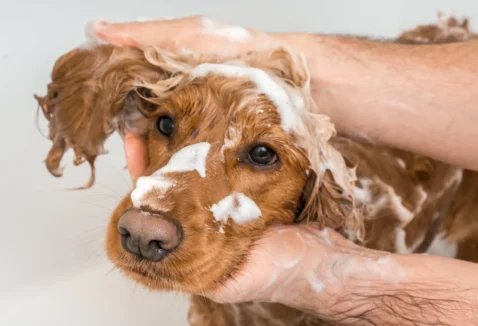Shampoo manipulado para pet, saiba o que é e quando usar