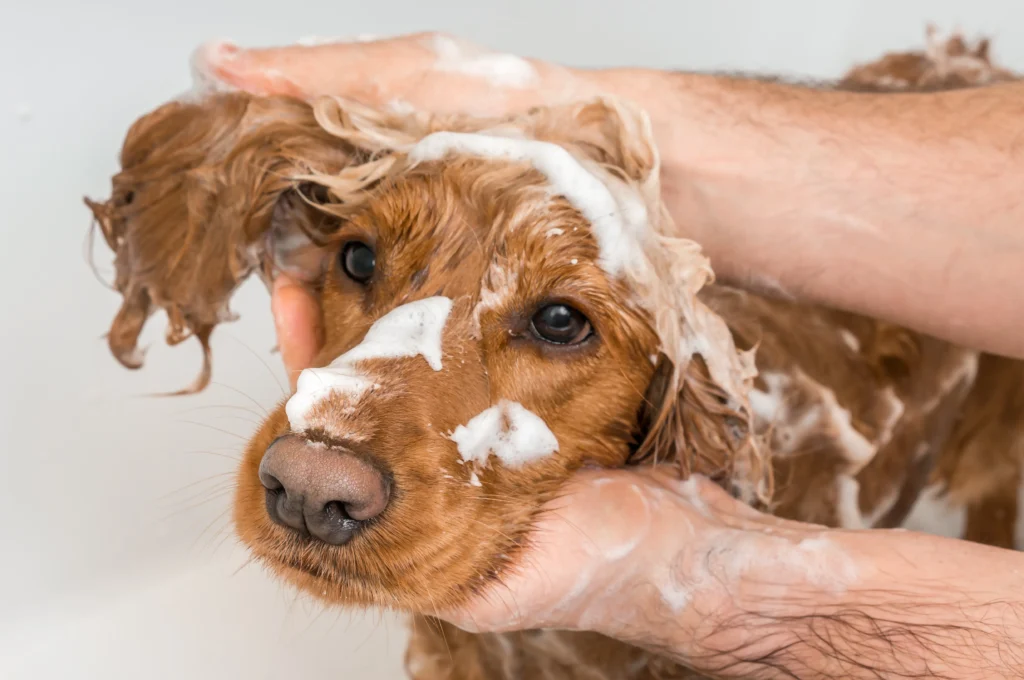 Shampoo manipulado para pet, saiba o que é e quando usar