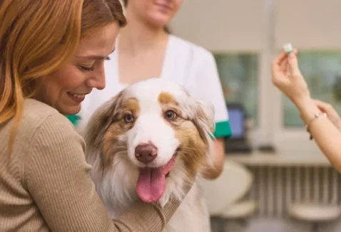 Vacina V8 para cachorro: o que é, quanto custa e quando dar