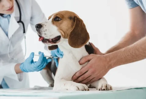 Vacina de gripe para cachorro: quando aplicar e quanto custa