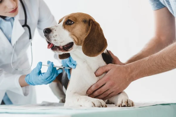 Shampoo manipulado para pet, saiba o que é e quando usar