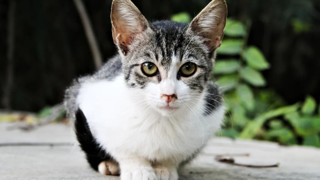 Onde manipular Floral de Bach para gatos e quando usar