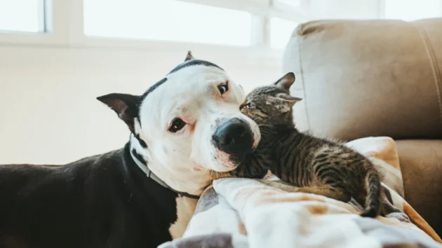 petlove - cachorro e gatos, cuidados com pets