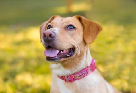 O que é piometra em cadelas e gatas e como tratar?
