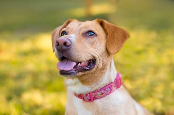 Leishmaniose canina: o que é, sinais e tratamento