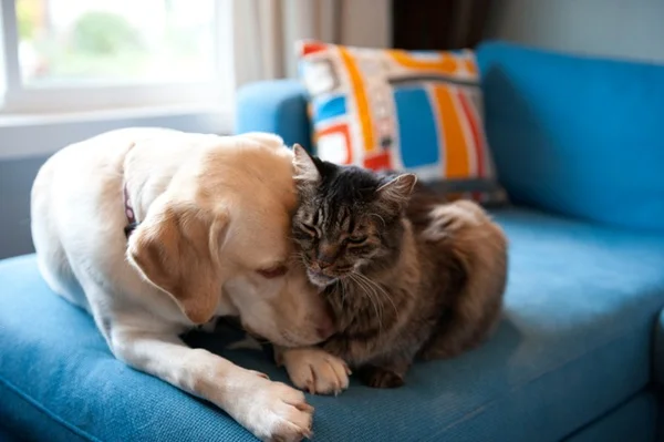 Cachorra e gata