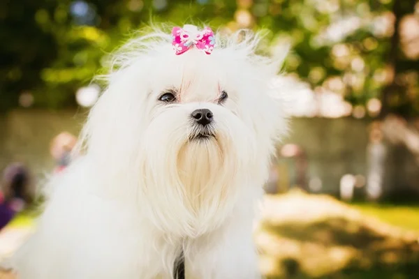 Cachorra