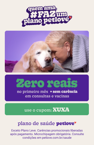 Como ensinar o seu gato a fazer alguns truques