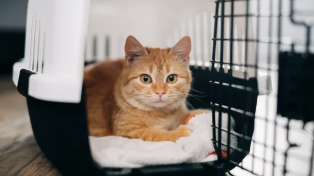 petlove - gato na caixa de transporte para ida ao veterinário, cuidados de saúde pet