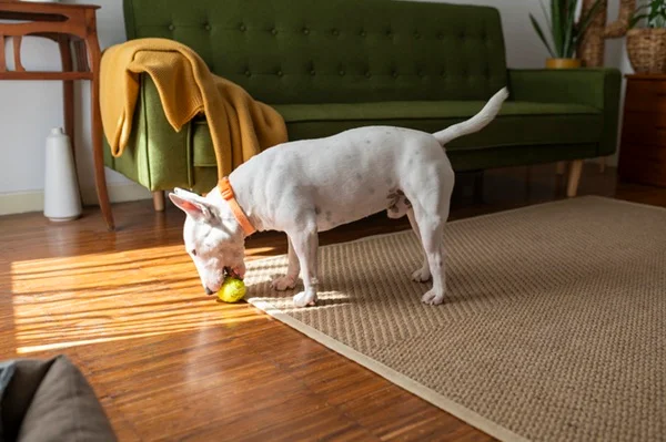 Cachorro brincando com brinquedo sozinho