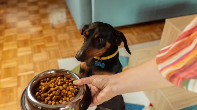 petlove - tutor oferecendo ração com palatilizante para seu cachorro