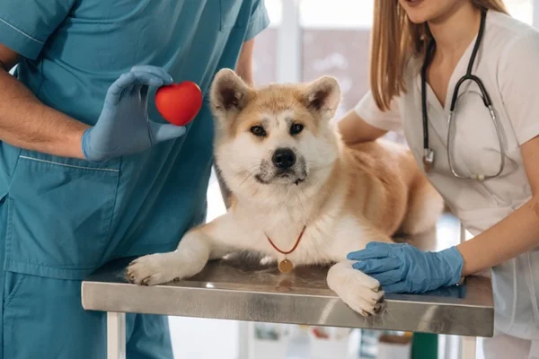 Cachorro com veterinário cardiologista.