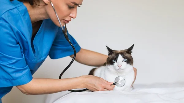 Gato sendo atendido por cardiologista veterinário.