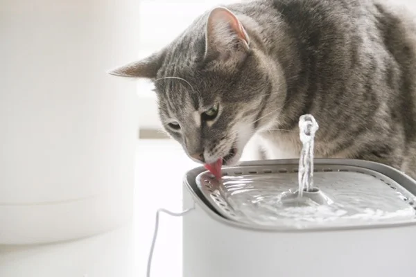 gato bebendo água