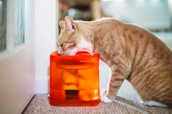 Gato laranja bebendo água