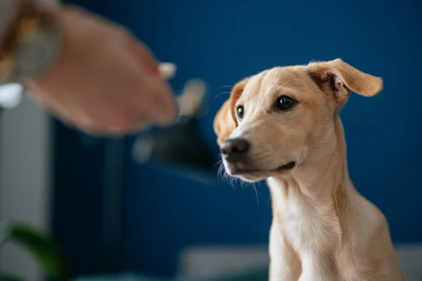 Para que serve a ivermectina para cachorro? Conheça opções