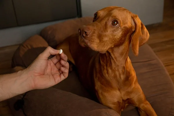 Cachorro tomando ivermectina