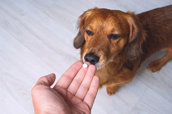 Cachorro tomando vermífugo ivermectina