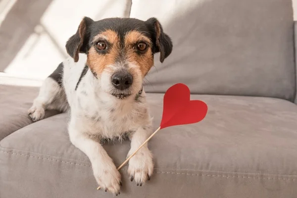 Pimobendan para cães: o que é, como age e quando o médico-veterinário indica