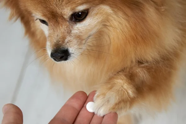 Cachorro tomando pimobendan.