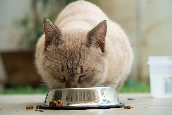 Gato comendo ração renal