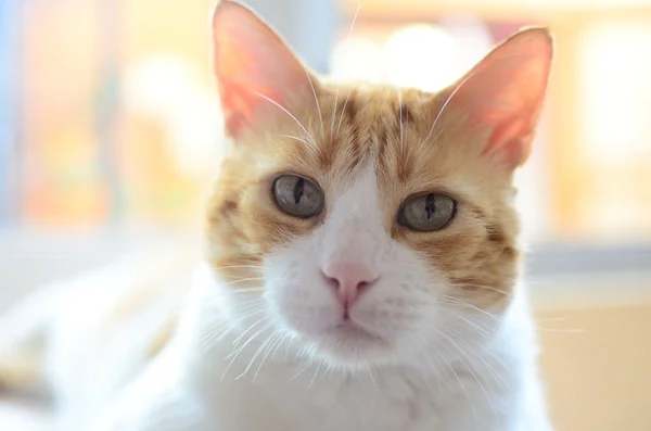 Gato com doença renal