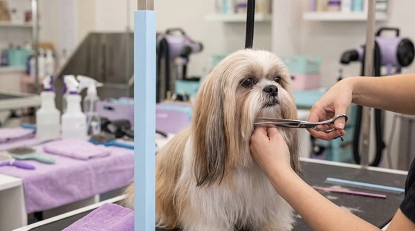 Confira 6 tipos de tosa em Shih Tzu